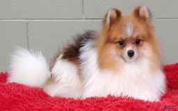 Pomeranian dogs for sale: Clark - Image 5