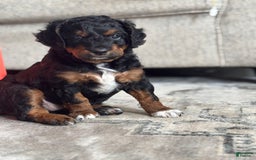 Aussiedoodle dogs for sale: Enola - Image 6