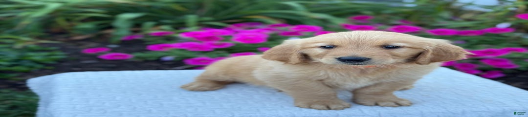 Tex
