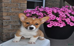 Welsh Corgi Pembroke dogs for sale: Cole - Image 5