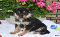 German Shepherd dogs for sale: Bear - Image 1