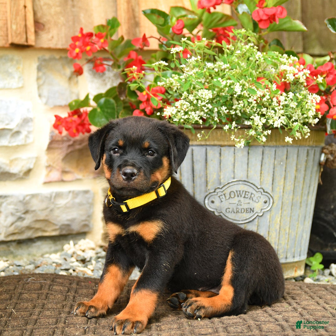 Rottweiler dogs for sale: Rottweiler 8 puppies - Image 2