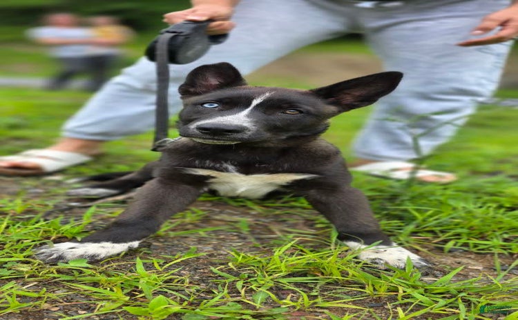 Dutch Shepherd dogs for sale - Ad 2