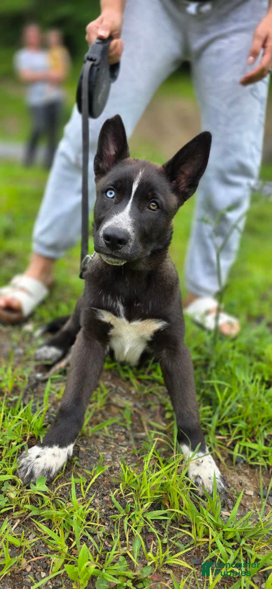 Dutch Shepherd dogs for sale: Puppy - Image 1