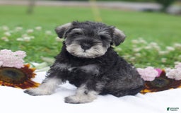 Miniature Schnauzer dogs for sale: Shanon - Image 1