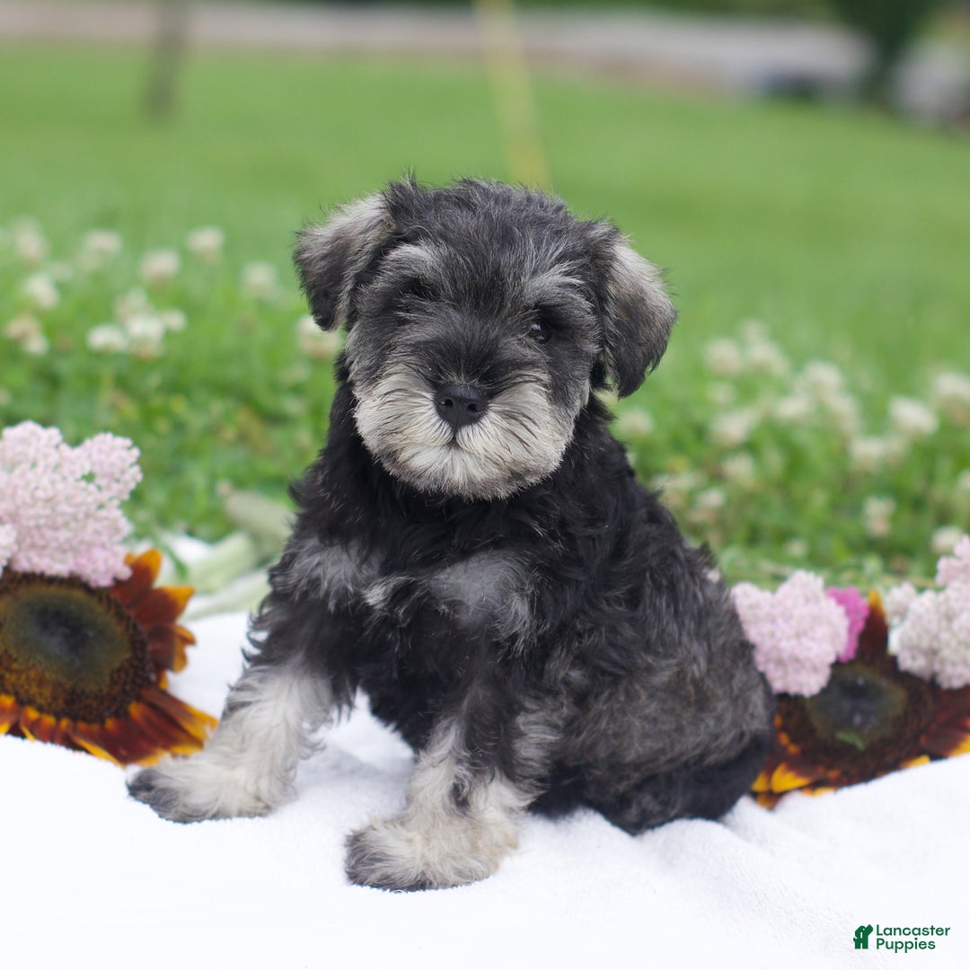 Miniature Schnauzer dogs for sale: Shanon - Image 1