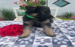 German Shepherd dogs for sale: Salem - Image 4