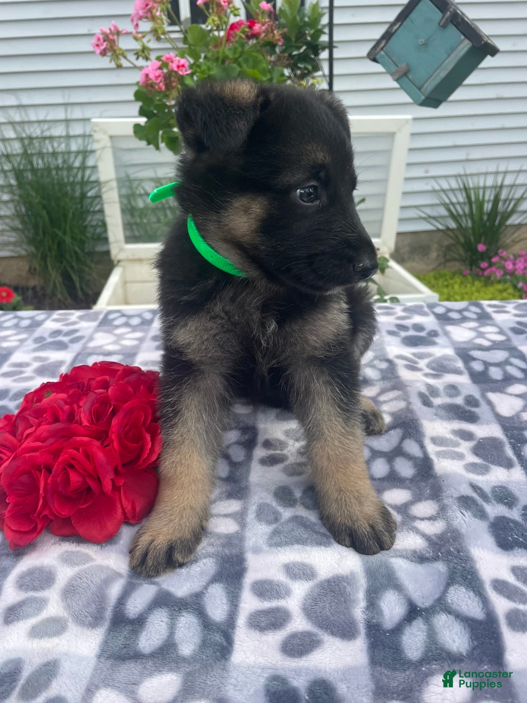 German Shepherd dogs for sale: Salem - Image 4