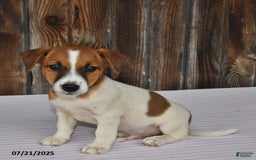 Jack Russell Terrier dogs for sale: Charlie - Image 5