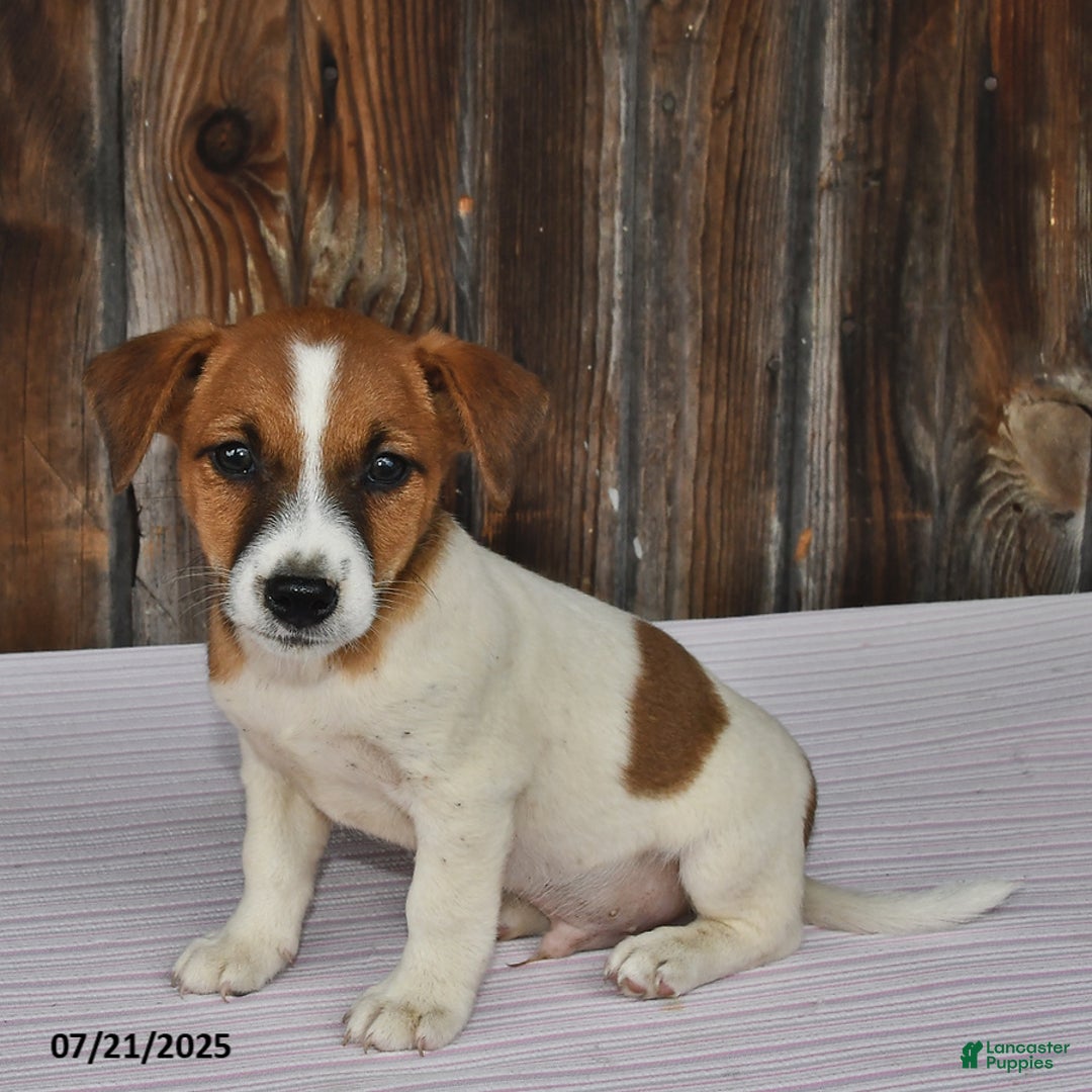 Jack Russell Terrier dogs for sale: Charlie - Image 5