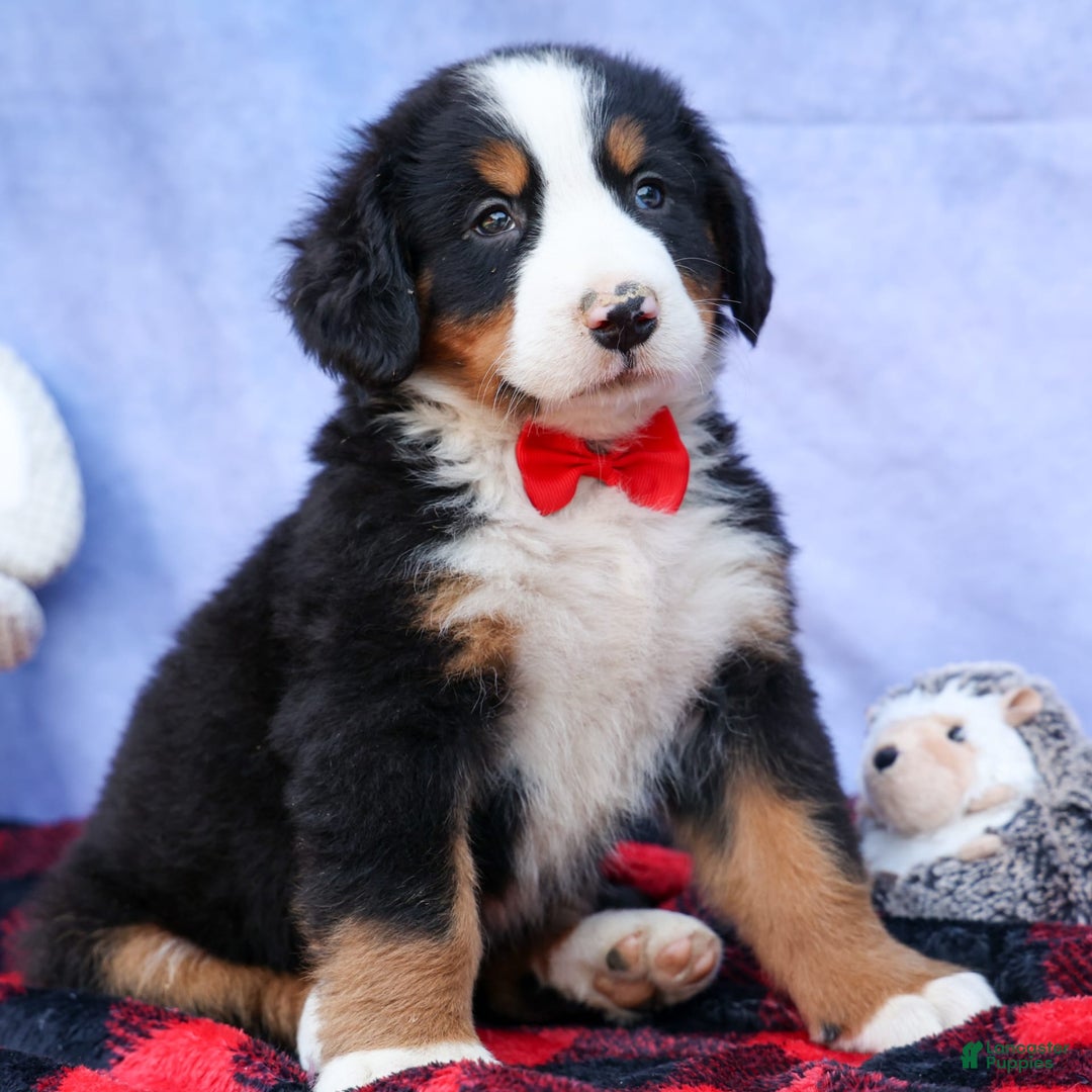Bernese Mountain Dog dogs for sale: Sage - Image 6