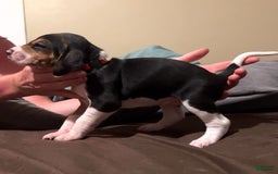 Walker Hound dogs for sale: Red - Image 1