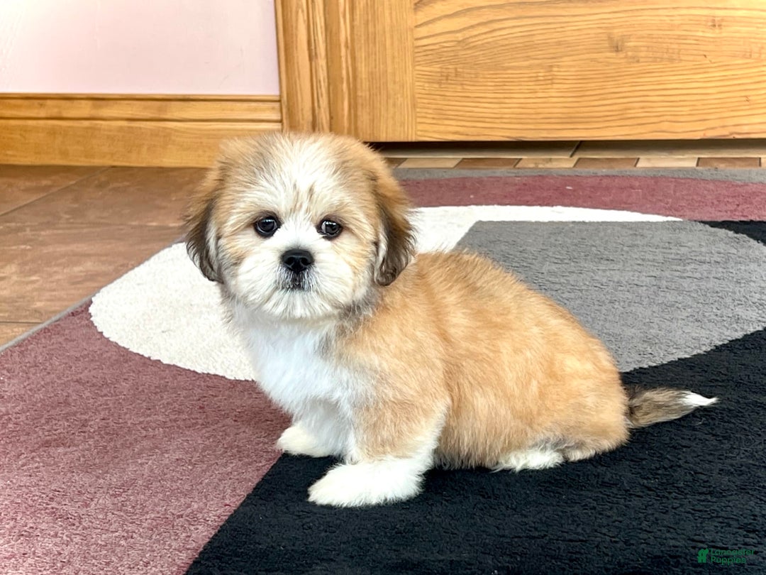 Lhasa Apso dogs for sale: Snickers - Image 1