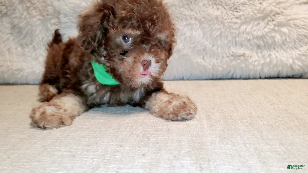 Maltipoo dogs for sale: Coconut - Image 15
