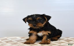 Yorkshire Terrier dogs for sale: Klara - Image 1