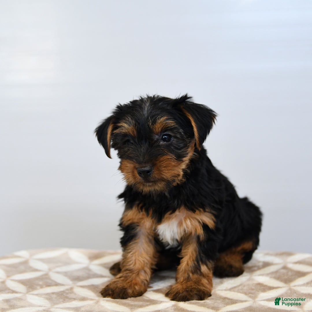 Yorkshire Terrier dogs for sale: Klara - Image 1