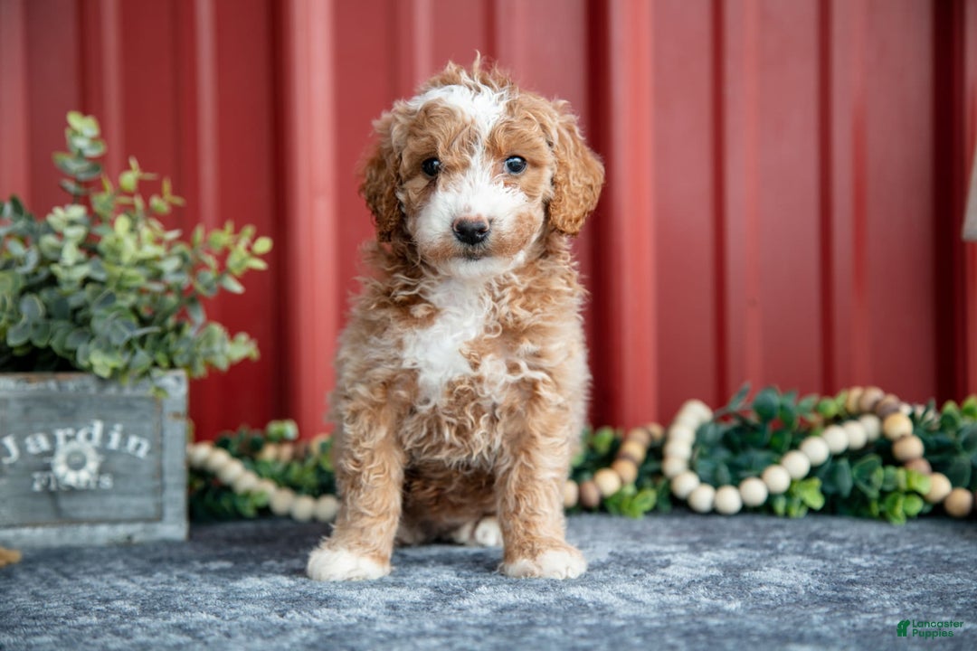 Mini Goldendoodle dogs for sale: Wendy - Image 1