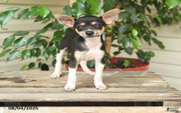 Rat Terrier dogs for sale: Rover - Image 2