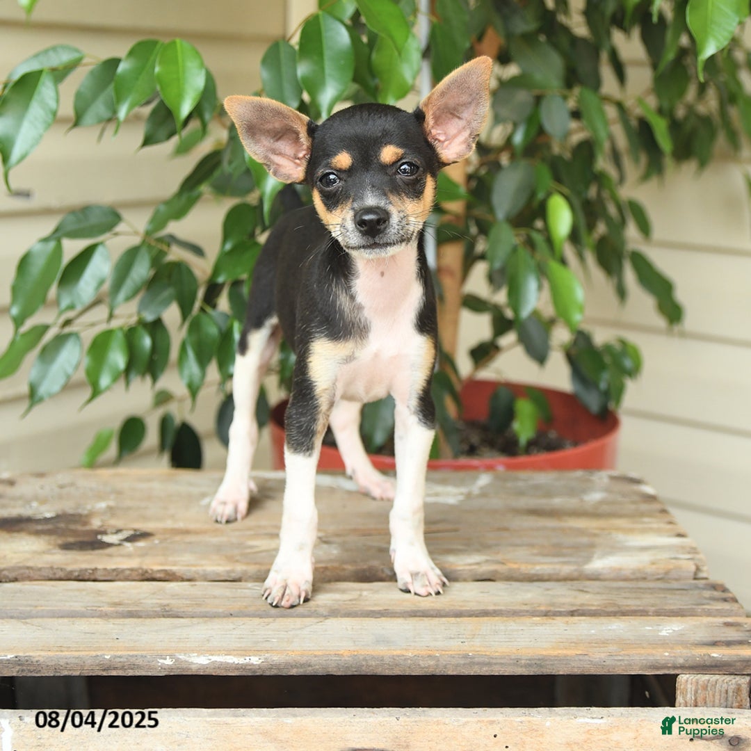 Rat Terrier dogs for sale: Rover - Image 2