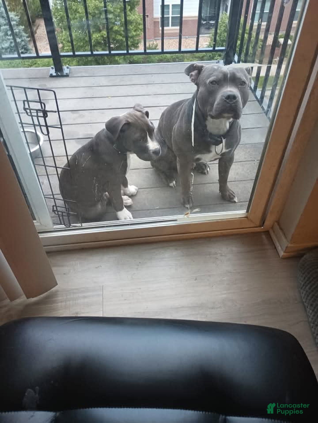 American Pit Bull Terrier dogs for sale: Baby Boy - Image 6