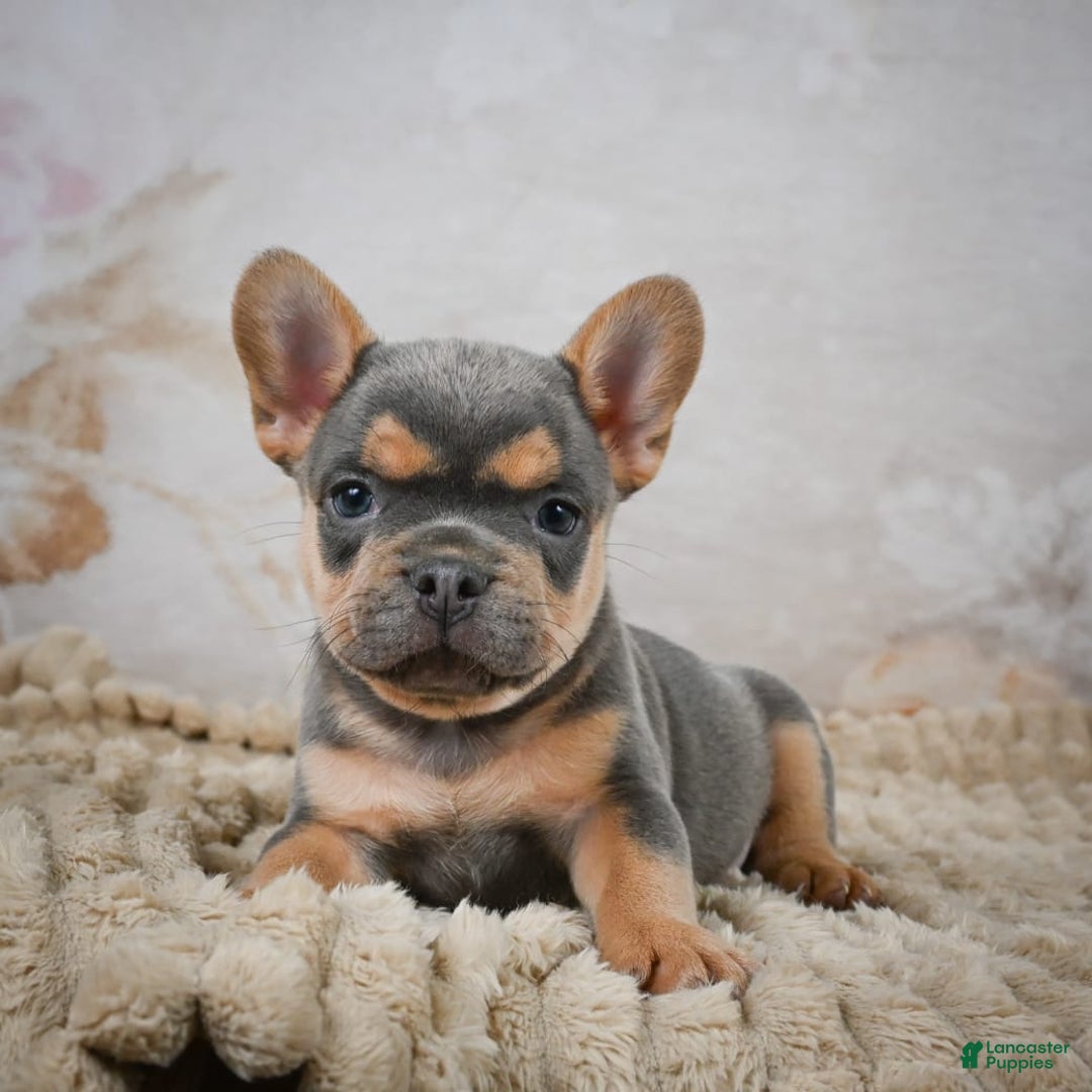 French Bulldog dogs for sale: Romeo - Image 1
