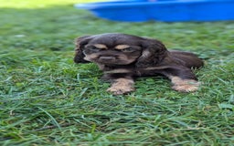 Cocker Spaniel dogs for sale: Ranger - Image 4