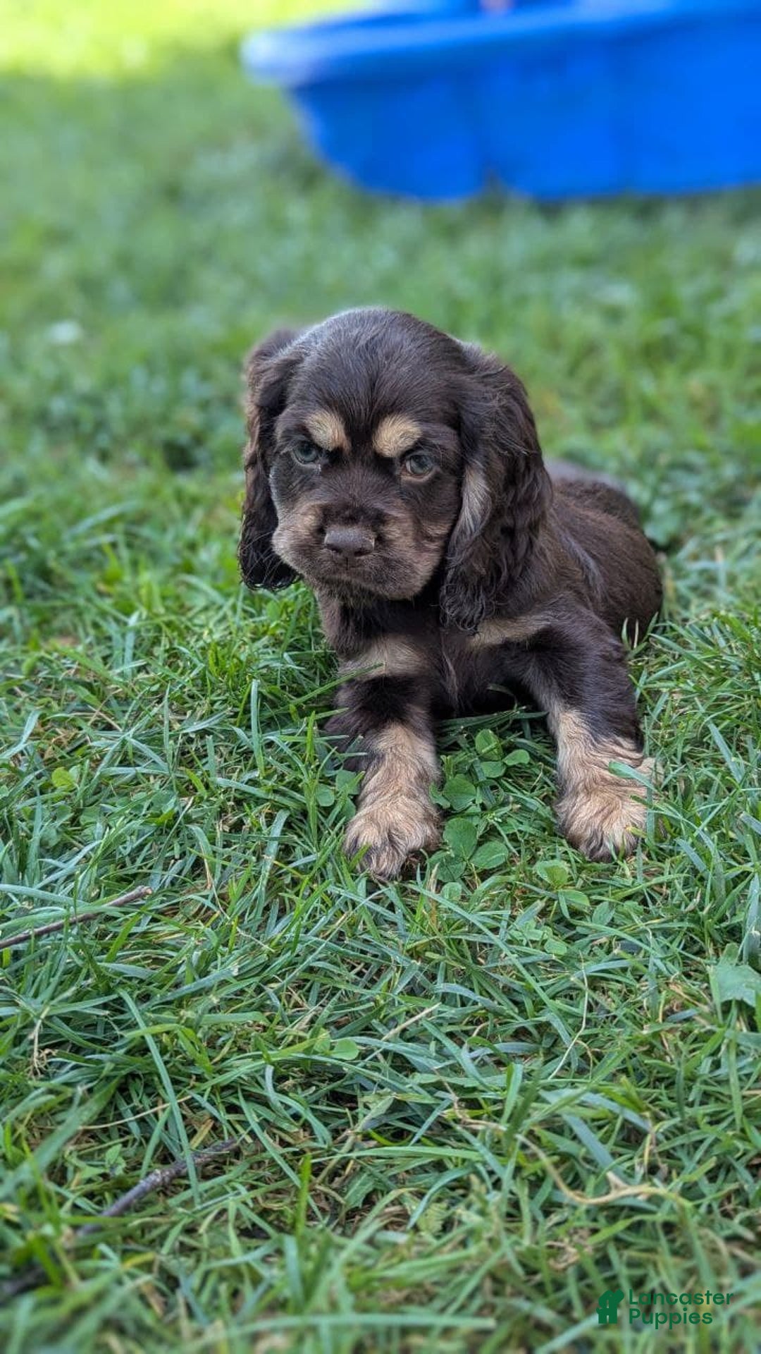 Cocker Spaniel dogs for sale: Ranger - Image 4