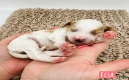 Mini Goldendoodle dogs for sale: Petite Elsa - Image 20