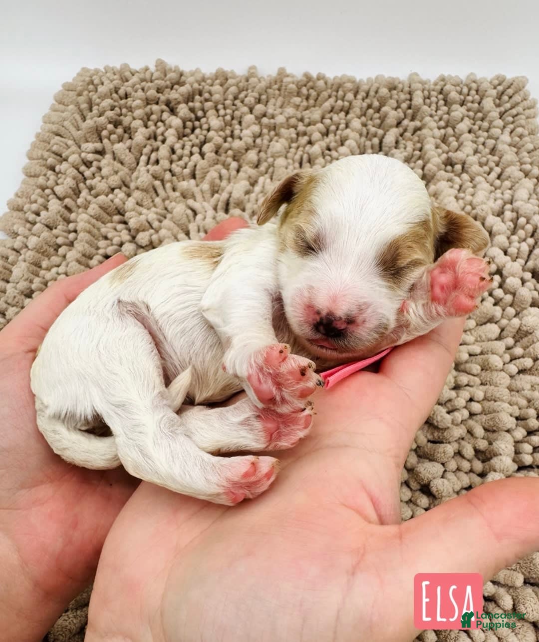 Mini Goldendoodle dogs for sale: Petite Elsa - Image 20