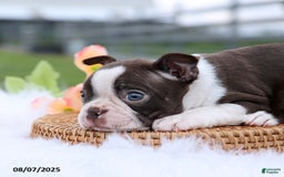 Boston Terrier dogs for sale: Dolly - Image 3