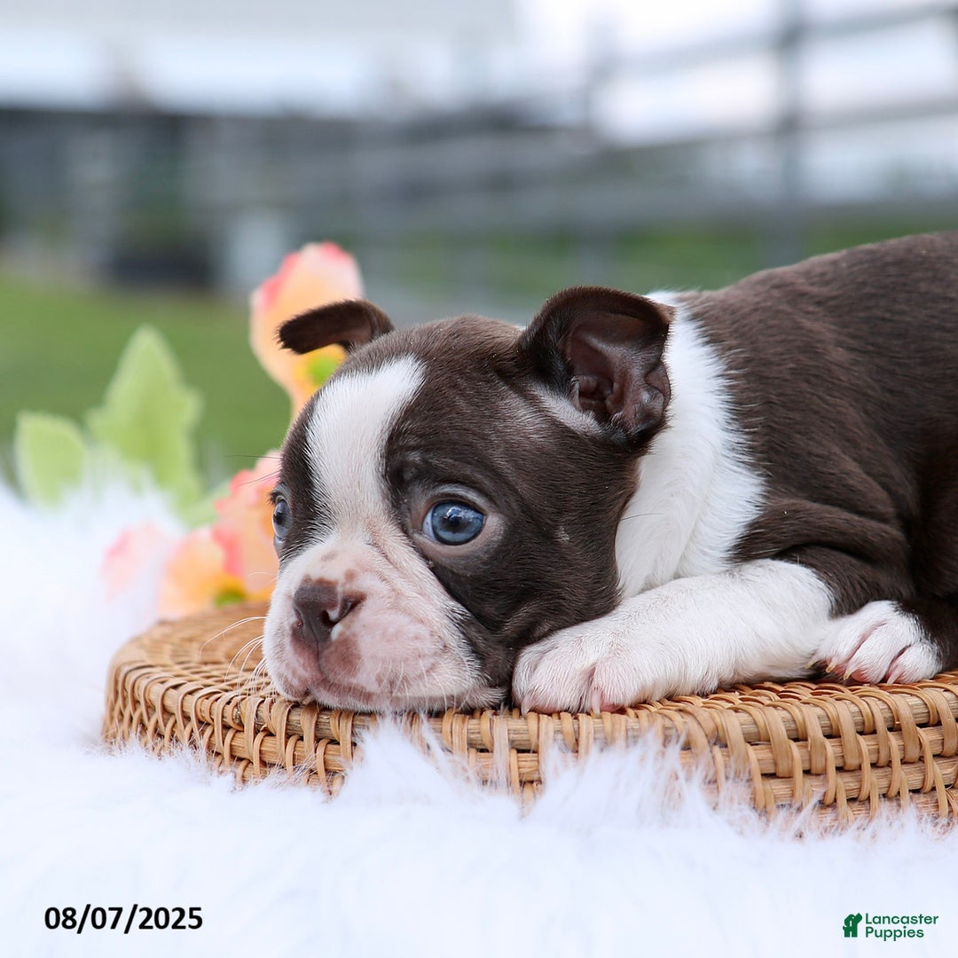Boston Terrier dogs for sale: Dolly - Image 3