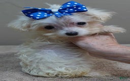 Maltipoo dogs for sale: micro teacup 1 lb 7 ozs - Image 6