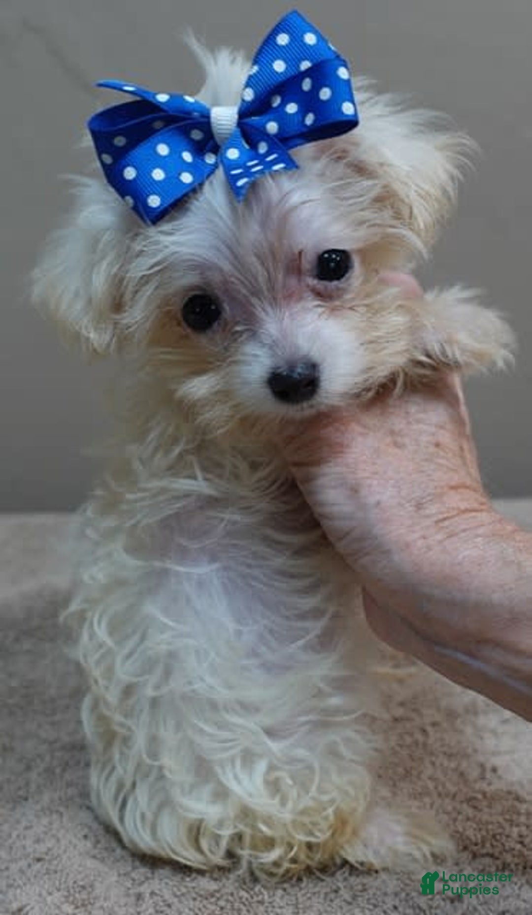 Maltipoo dogs for sale: micro teacup 1 lb 7 ozs - Image 6
