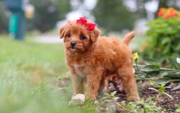 Maltipoo dogs for sale: Sophie - Image 9