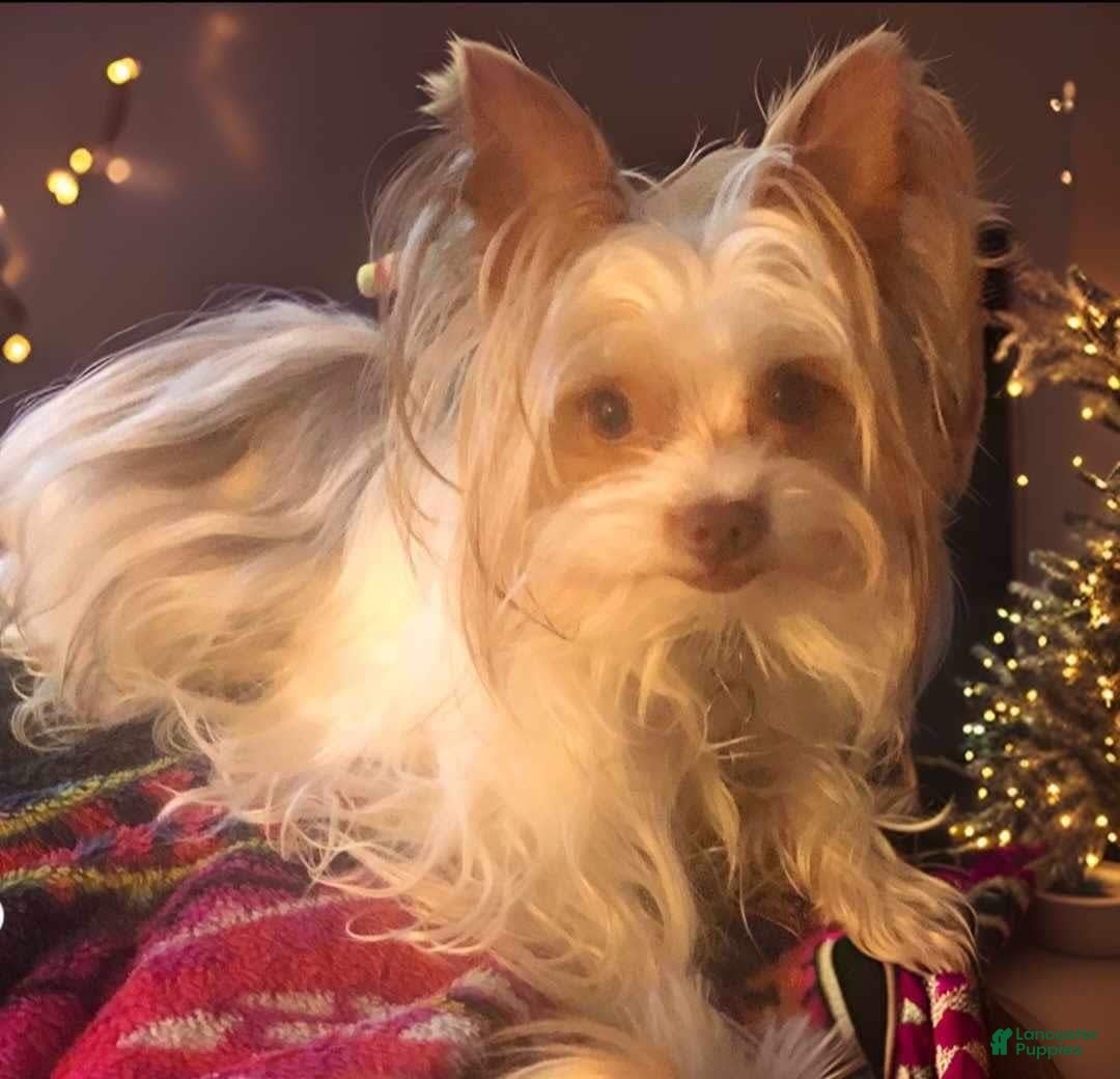Yorkshire Terrier dogs for sale: Akc Kasha - Image 4