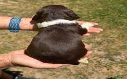 English Springer Spaniel dogs for sale: Male 2 - Image 1