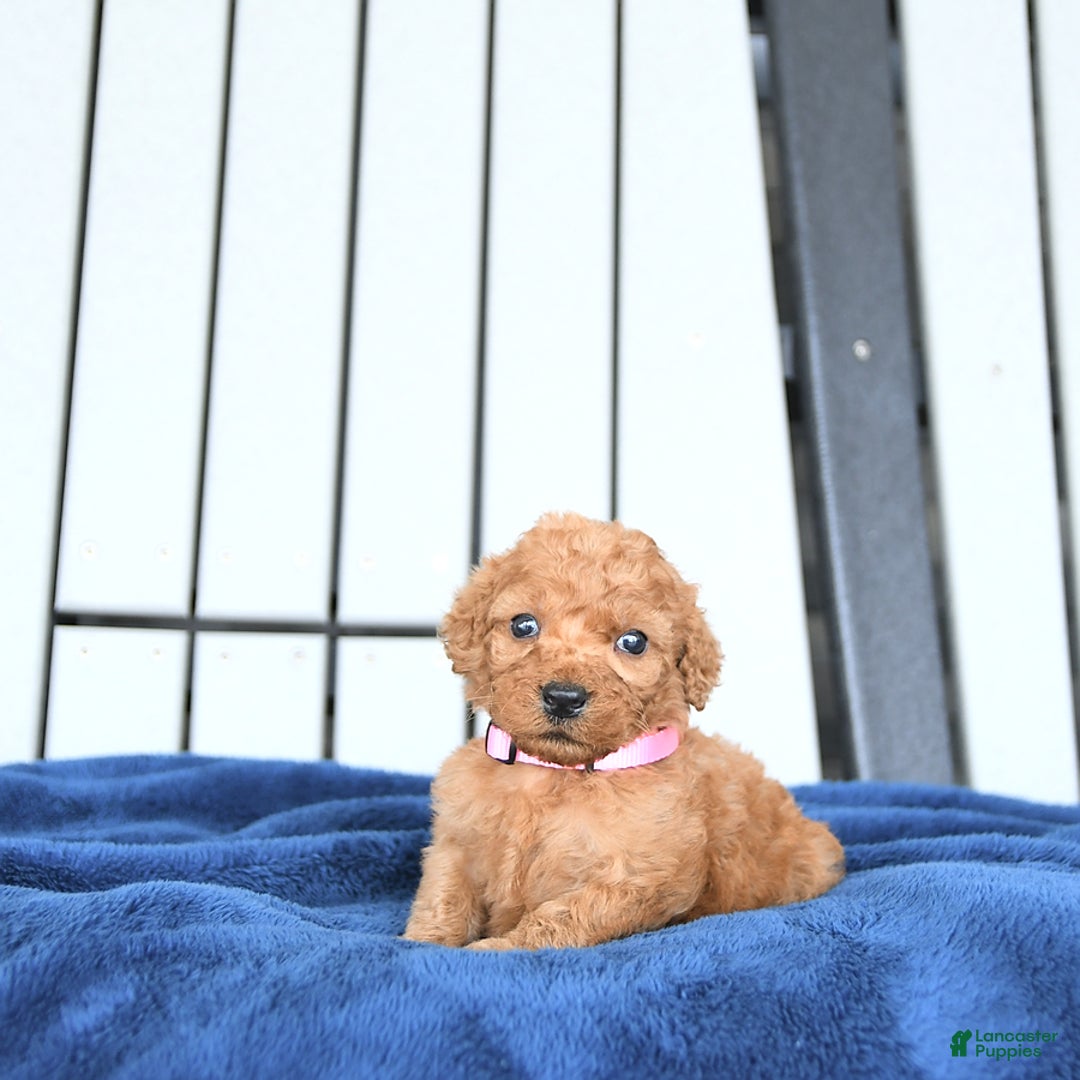 Mini Goldendoodle dogs for sale: Aurora - Image 1