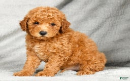Miniature Poodle dogs for sale: Dino - Image 2