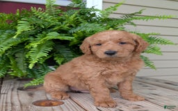 Goldendoodle dogs for sale: Reed - Image 4