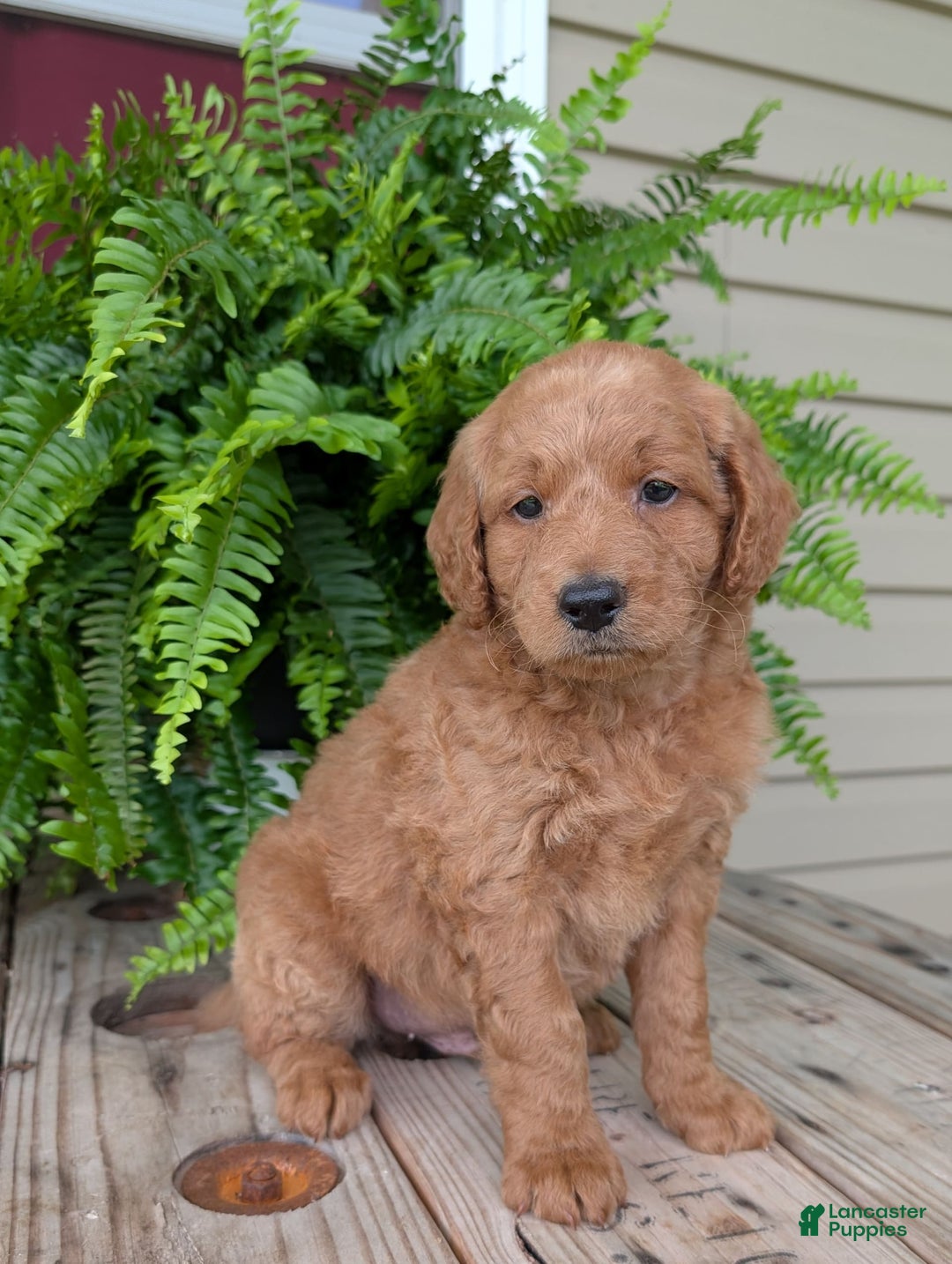 Goldendoodle dogs for sale: Reed - Image 4