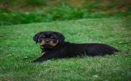 Rottweiler dogs for sale: Clair Bear - Image 5