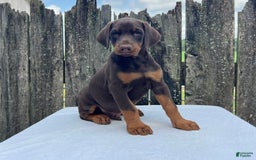 Doberman Pinscher dogs for sale: Buster - Image 3
