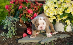 English Bulldog dogs for sale: Lucy - Image 2