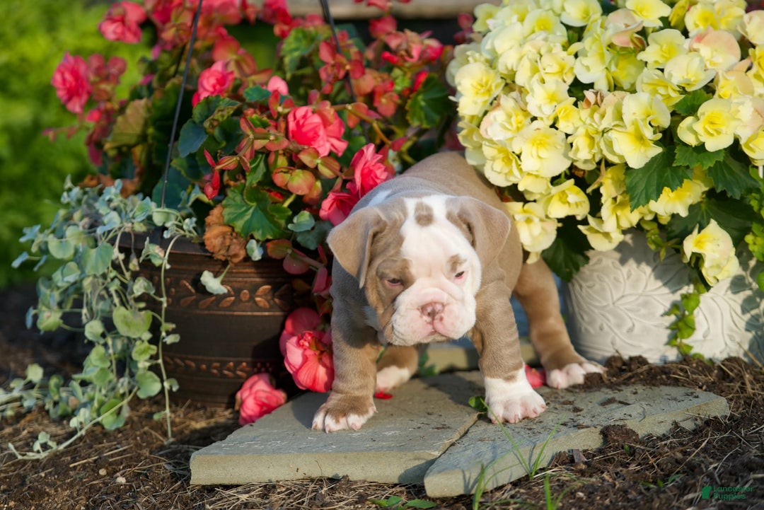 English Bulldog dogs for sale: Lucy - Image 2