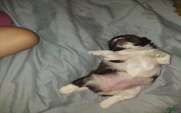 Malshi dogs for sale: Baby - Image 3