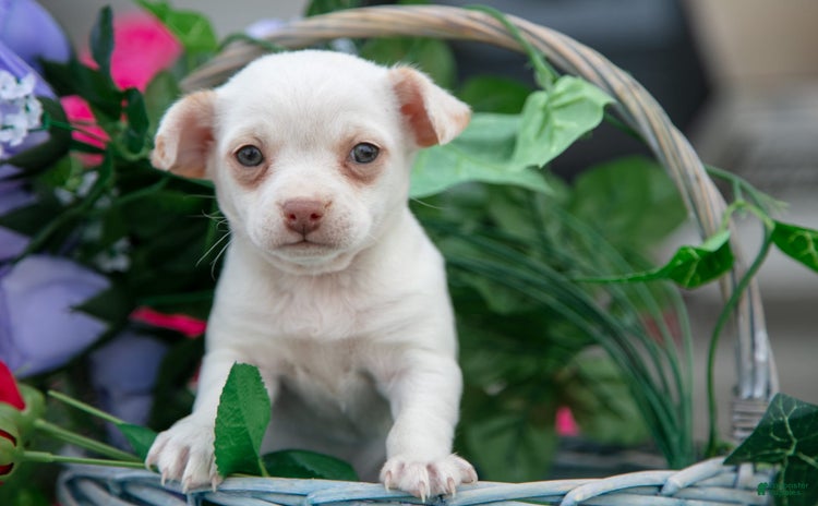 Chihuahua dogs for sale - Ad 1