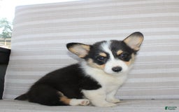 Welsh Corgi Pembroke dogs for sale: Lucky - Image 2