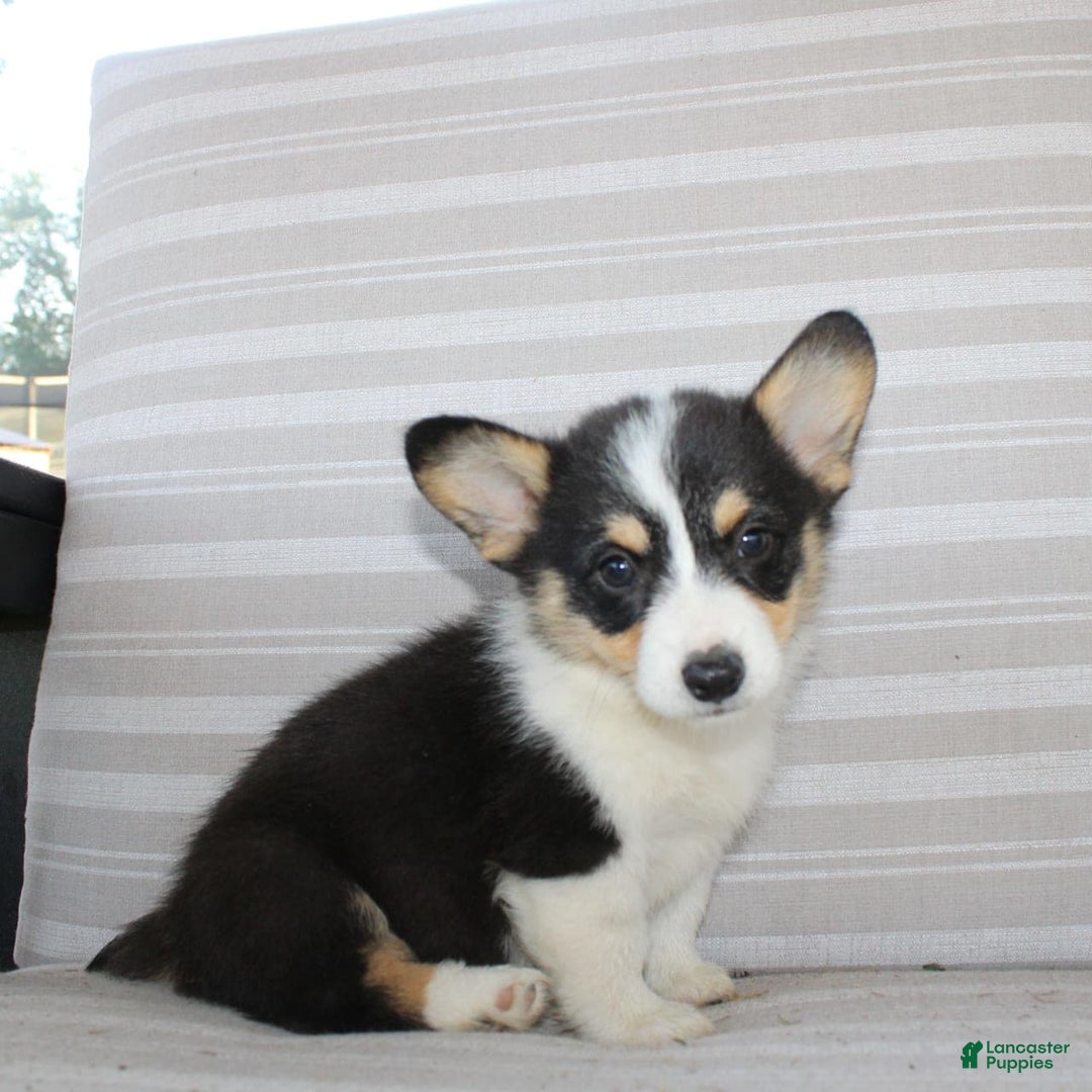 Welsh Corgi Pembroke dogs for sale: Lucky - Image 2