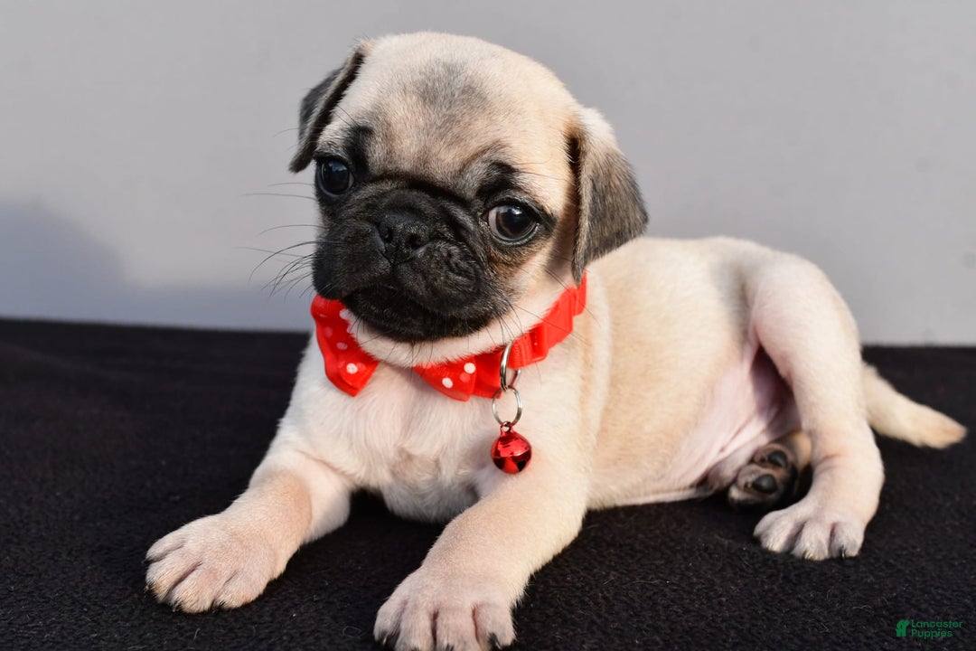 Pug dogs for sale: Tinker - Image 2