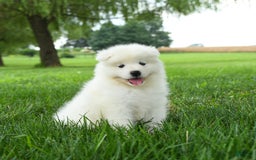 Samoyed dogs for sale: Gabby - Image 4